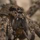 Primer plano de los quelíceros (las mandíbulas) de una Dolomedes. Foto: Wikipedia.